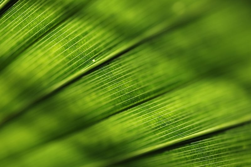 Exotic Plants