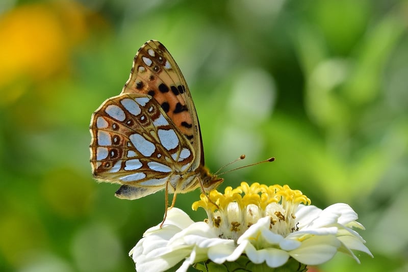 Summer Blooms