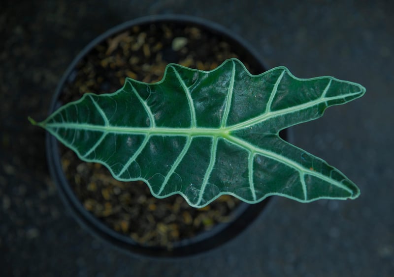 Alocasia Zebrina