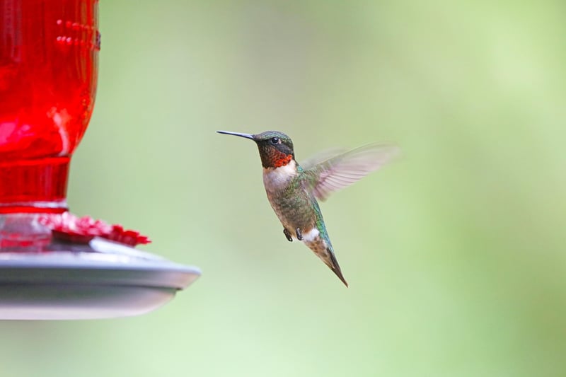Handmade Bird Feeder