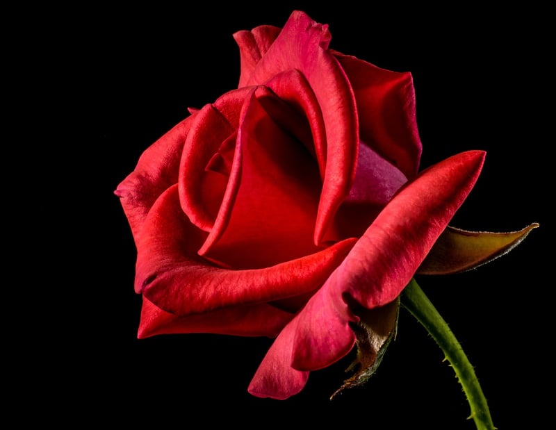 Exotic Flower