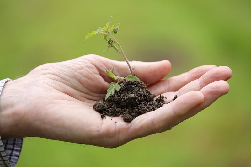 Spring Gardening