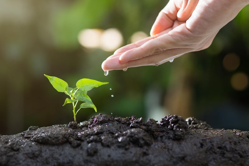 Summer Gardening