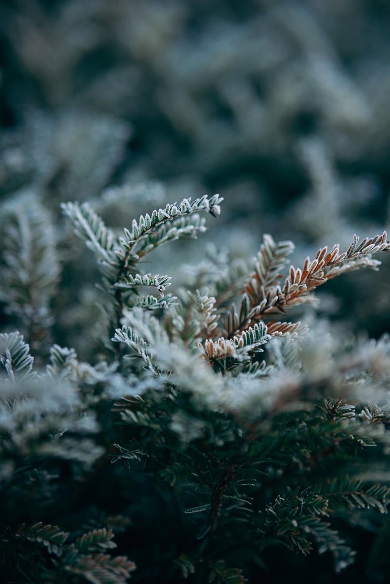 Winter Gardening